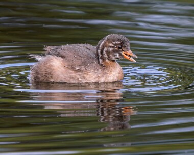 littlegrebe310826 Little Grebe Ballanette, Isle of Man