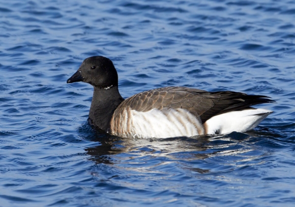 Brent Goose