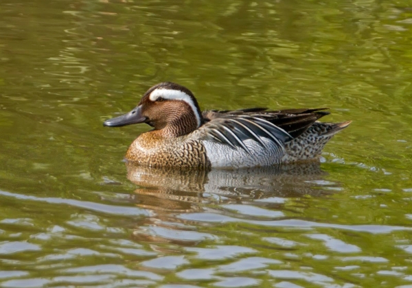 Garganey