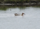 garganey Garganey Marshside, Merseyside (Record shot)