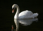 muteswan1 Mute Swan Castletown, Isle of Man
