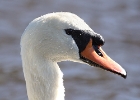 muteswan4 Mute Swan Castletown, Isle of Man