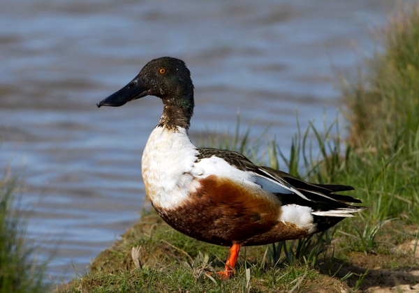 Shoveler