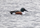 shoveler4 Shoveler Glascoe dubh, Isle of Man