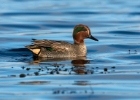 teal141208f Common Teal Langness, Isle of Man