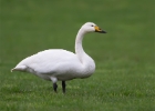 whooperswan100312 Whooper Swan The Phurt, Isle of Man