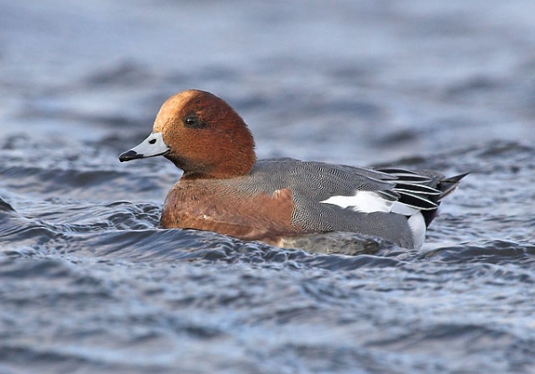 Wigeon
