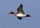 Wigeon20061125f Eurasian Wigeon Langness, Isle of Man