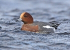 Wigeon20061125j Eurasian Wigeon Langness, Isle of Man