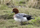 wigeon030309 Eurasian Wigeon Glascoe Dubh, Isle of Man
