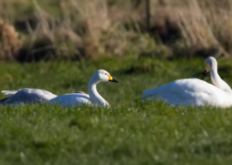 Bewicks Swan