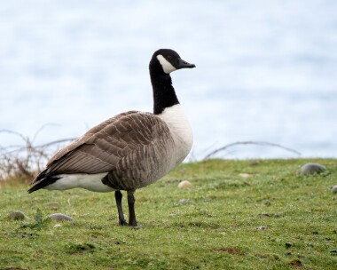 canadagoose030426 Canada Goose POA NR, Isle of Man