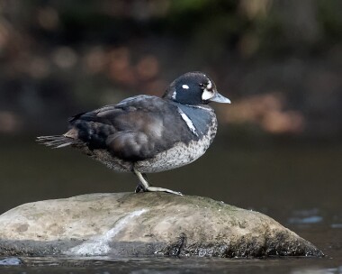 harlequinduck110315 Harlequin Duck Aberdeen, Scotland