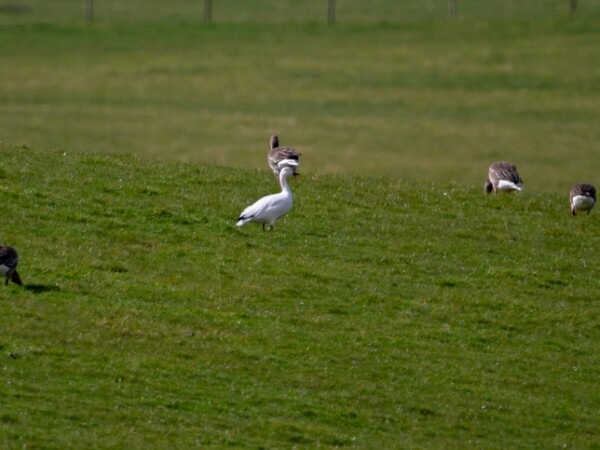 Snow Goose