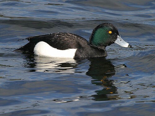 Tufted Duck