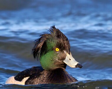 Tuftedduck060111 Tufted Duck Eairy Dam, Isle of Man