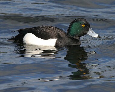 Tuftedduck10 Tufted Duck Eairy Dam, Isle of Man
