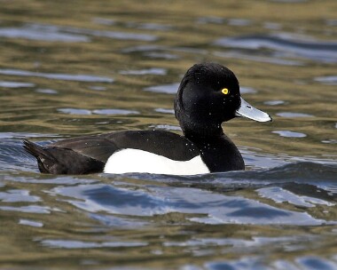 Tuftedduck20070217 Tufted Duck Eairy Dam, Isle of Man