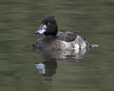 Tuftedduck20070224 Tufted Duck Tromode Dam, Isle of Man