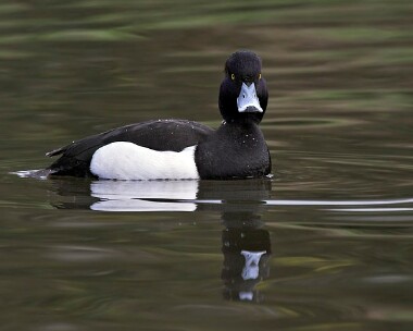 Tuftedduck20070224b Tufted Duck Tromode Dam, Isle of Man