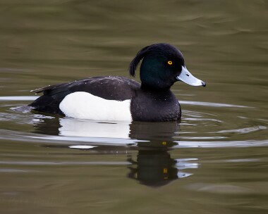 Tuftedduck20070224c Tufted Duck Tromode Dam, Isle of Man