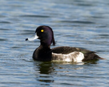 tuftedduck160510 Tufted Duck Cley, Norfolk