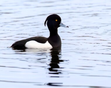 tuftedduck290224 Tufted Duck Leighton Moss, Lancashire