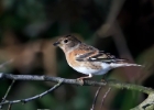 brambling100110 Brambling Ramsey, Isle of Man