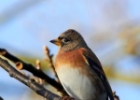 brambling121210 Brambling Bride, Isle of Man