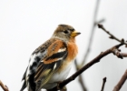 brambling131216b Brambling Douglas, Isle of Man