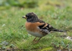 brambling151015 Brambling Burnham Overy, Norfolk