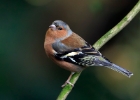 chaffinch030110 Chaffinch Braddan, Isle of Man