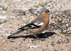 chaffinch12 Chaffinch Castletown, Isle of Man