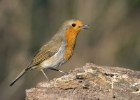 robin190208 Robin Private farm, Cheshire