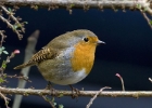 robin221108 Robin Ramsey, Isle of Man