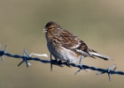 twite090513 Twite Balranald, North Uist