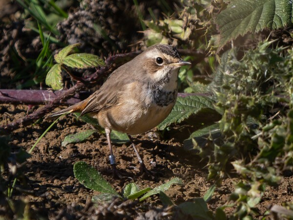 Bluethroat