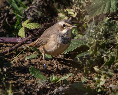 bluethroat221026s Bluethroat Spurn, Yorkshire