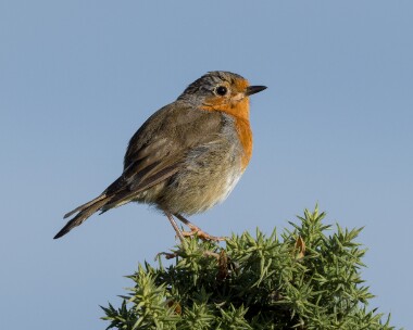 robin230826 Robin POA NR, Isle of Man