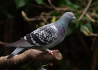 feralpig200219 Feral Pigeon Douglas, Isle of Man