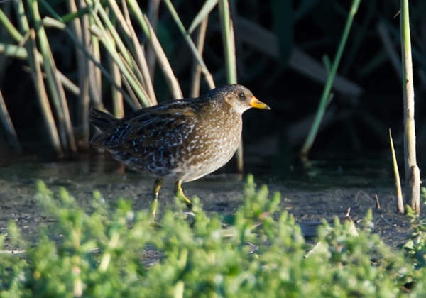 Spotted Crake