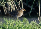 spottedcrake110814 Spotted Crake Titchwell, Norfolk