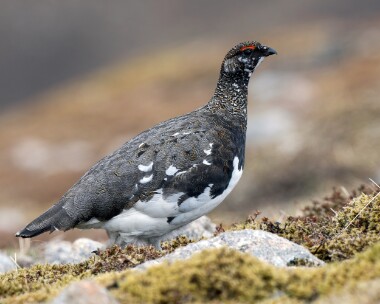 ptarmigan040526 Ptarmigan Carn Ban Mor, Scotland