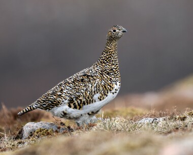 ptarmigan040526b Ptarmigan Carn Ban Mor, Scotland