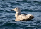 glonk010119 Glaucous Gull Peel, Isle of Man