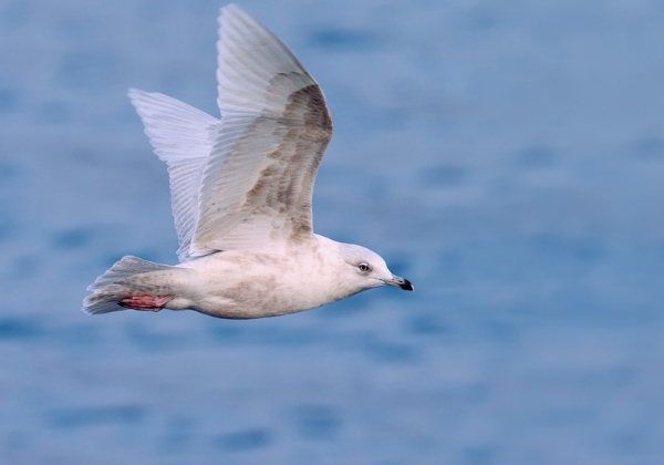 Iceland Gull