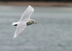 icelandgull040212 Iceland Gull Peel, Isle of Man
