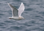 icelandgull040212b Iceland Gull Peel, Isle of Man