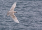 icelandgull070117 Iceland Gull Peel, Isle of Man
