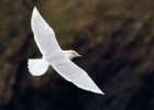 icelandgull080212 Iceland Gull Peel, Isle of Man